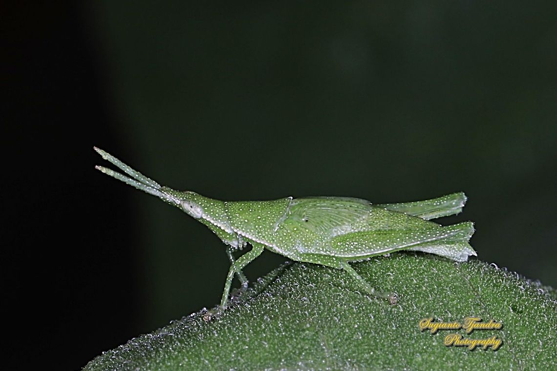 Vegetable Grasshopper (Atractomorpha sp., Pyrgomorphidae)  Fall,Geotagged,Indonesia