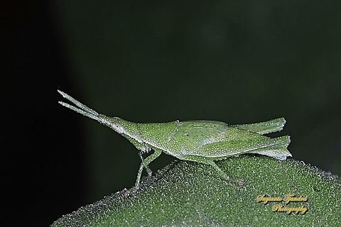 Vegetable Grasshopper (Atractomorpha sp., Pyrgomorphidae)  Fall,Geotagged,Indonesia