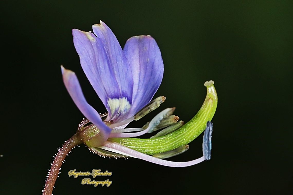 Purple Cleome, Cleome rutidosperma  Cleome rutidosperma,Fall,Fringed spider flower,Geotagged,Indonesia