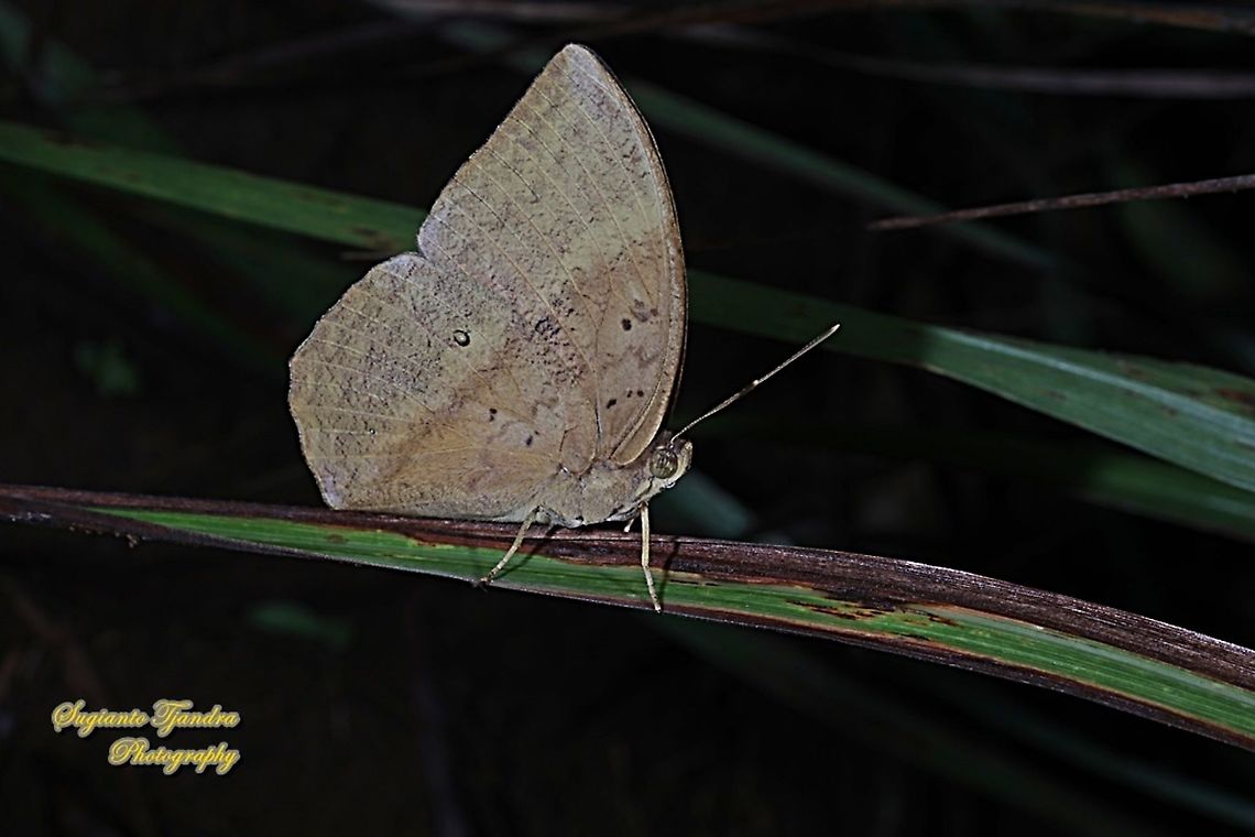 The common duffer butterfly, Discophora sondaica sondaica - female  Common duffer,Discophora sondaica,Fall,Geotagged,Indonesia
