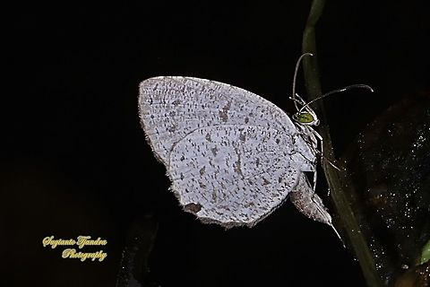 Allotinus butterfly, possibly Allotinus unicolor posidion ,  family Lycaenidae  Allotinus unicolor,Fall,Geotagged,Indonesia