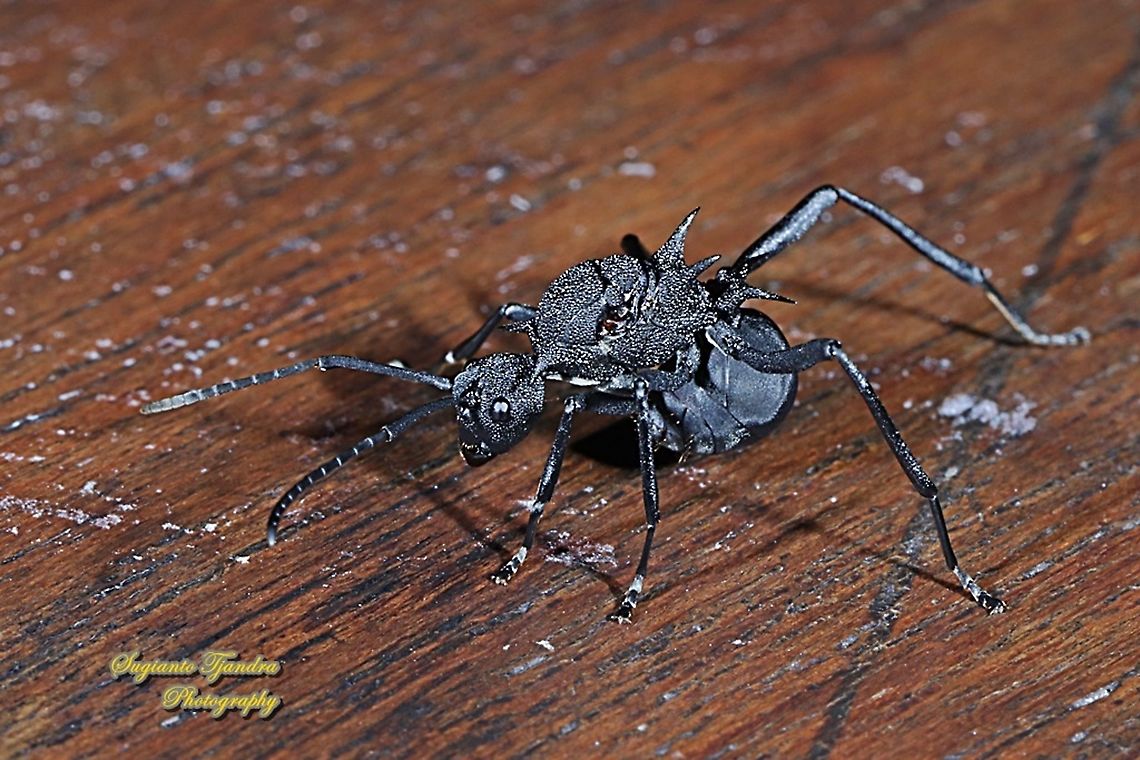 Black Spiny Ant (Polyrhachis armata)  Fall,Geotagged,Indonesia,Polyrhachis armata