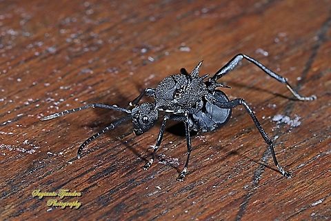 Black Spiny Ant (Polyrhachis armata)  Fall,Geotagged,Indonesia,Polyrhachis armata