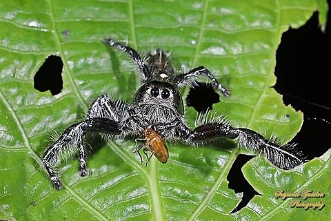 Jumping Spider, Hyllus diardi, Salticidae - Male w/prey of orange leaf beetle, Chrysomelidae  Fall,Geotagged,Hyllus diardi,Indonesia