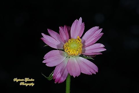 Bunga Kenikir Ungu (Cosmos caudatus)  Cosmos caudatus,Fall,Geotagged,Indonesia,Kenikir