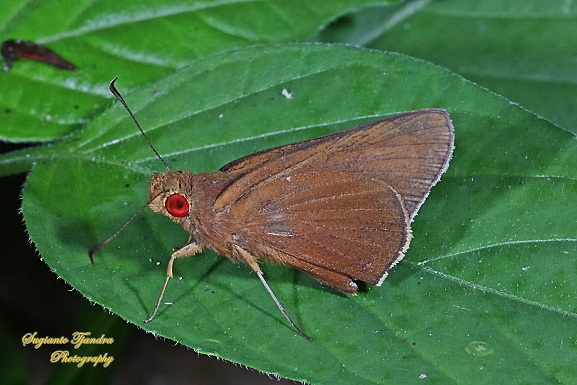 Skipper Butterfly, the grey-brand redeye (Matapa druna)  Fall,Geotagged,Grey-brand Redeye,Indonesia,Matapa druna