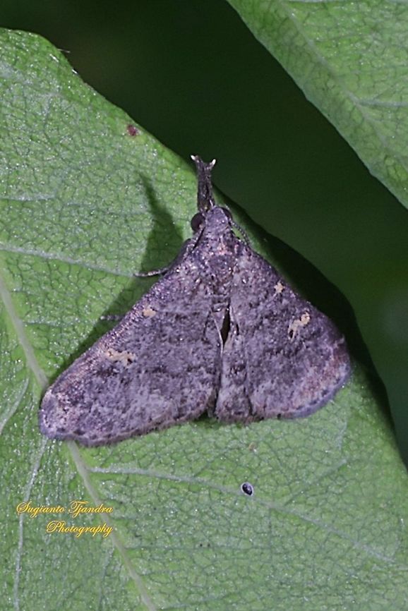 Litter moth, Renia Sp, family Erebidae  Fall,Geotagged,Indonesia