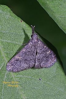 Litter moth, Renia Sp, family Erebidae  Fall,Geotagged,Indonesia