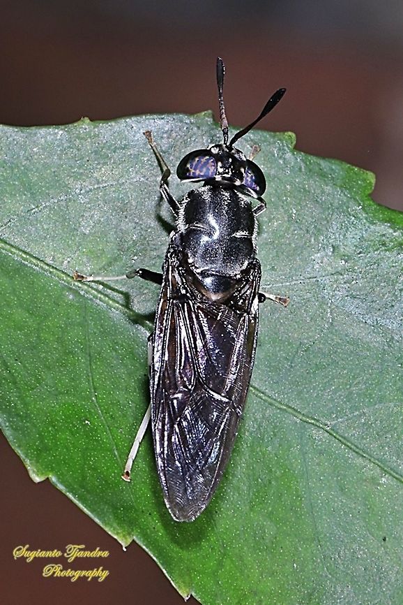 Black Soldier Fly, Hermetia illucens  Fall,Geotagged,Hermetia illucens,Indonesia