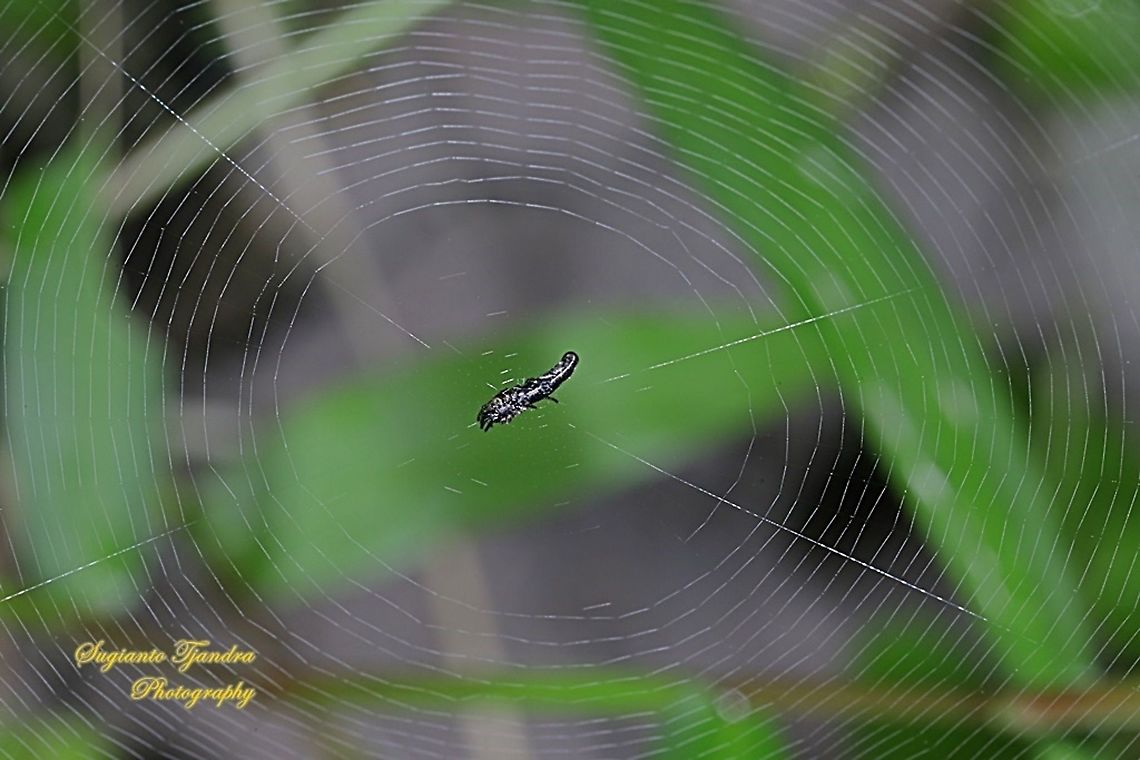Long-Bellied Cyclosa Spider, Cyclosa bifida, family Araneidae  Cyclosa bifida,Fall,Geotagged,Indonesia,Long- Bellied Cyclosa Spider