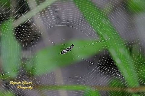 Long-Bellied Cyclosa Spider, Cyclosa bifida, family Araneidae  Cyclosa bifida,Fall,Geotagged,Indonesia,Long- Bellied Cyclosa Spider
