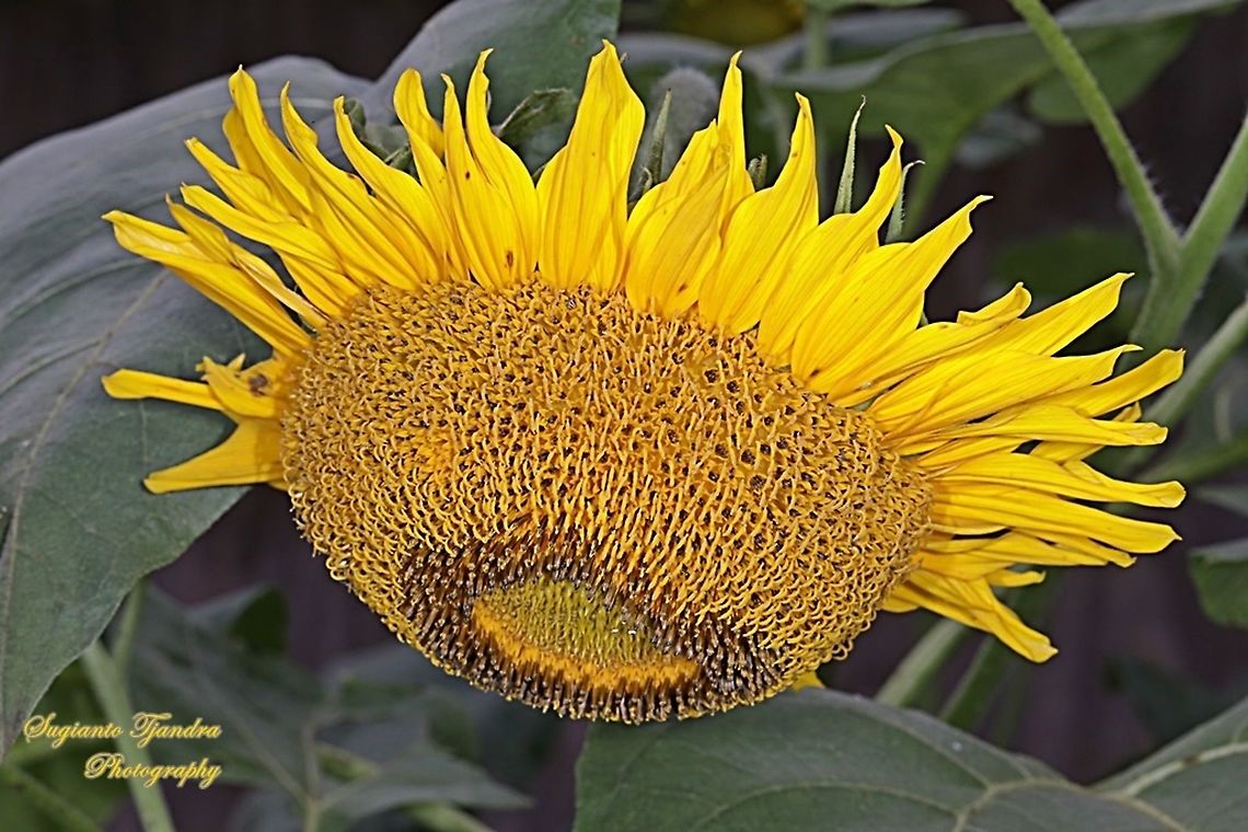 Common Sunflower, Helianthus annuus  Common sunflower,Geotagged,Helianthus annuus,Indonesia,Winter