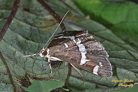 The beet webworm moth, Spoladea recurvalis, family Crambidae  Fall,Geotagged,Hawaiian Beet Webworm,Indonesia,Spoladea recurvalis