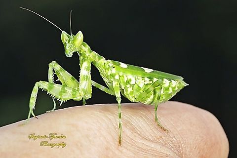 Flower mantis, Creobroter Sp  Fall,Geotagged,Indonesia