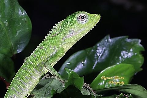 Green Crested Lizard, Bronchocela cristatella, Agamidae  Bronchocela cristatella,Fall,Geotagged,Green Crested Lizard,Indonesia