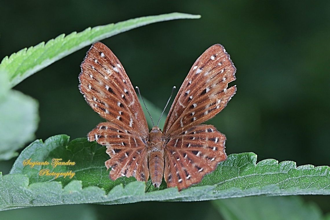 The Punchinello Butterfly, Zemeros flegyas javanus,  (family Riodinidae)  Fall,Geotagged,Indonesia,Punchinello,Zemeros flegyas