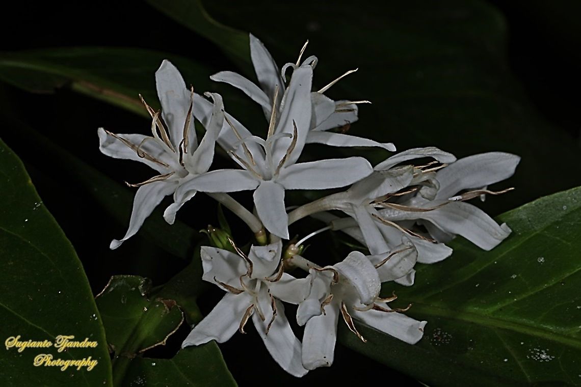 Coffee flower, Coffea, family Rubiaceae  Fall,Geotagged,Indonesia