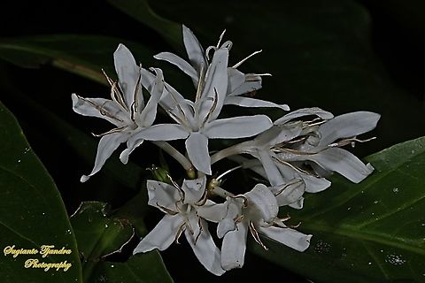 Coffee flower, Coffea, family Rubiaceae  Fall,Geotagged,Indonesia