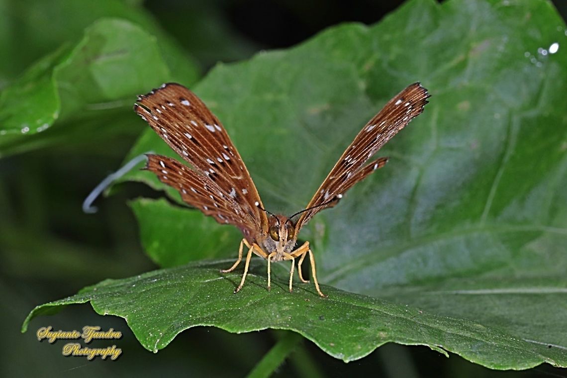 The Punchinello Butterfly, Zemeros flegyas javanus,  (family Riodinidae)  Fall,Geotagged,Indonesia,Punchinello,Zemeros flegyas