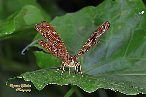 The Punchinello Butterfly, Zemeros flegyas javanus,  (family Riodinidae)  Fall,Geotagged,Indonesia,Punchinello,Zemeros flegyas