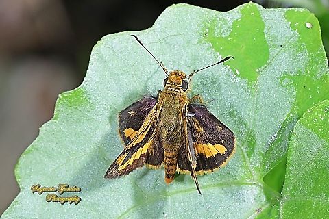 Skipper Butterfly, The Lesser Dart (Potanthus omaha)  Fall,Geotagged,Indonesia,Lesser dart,Potanthus omaha