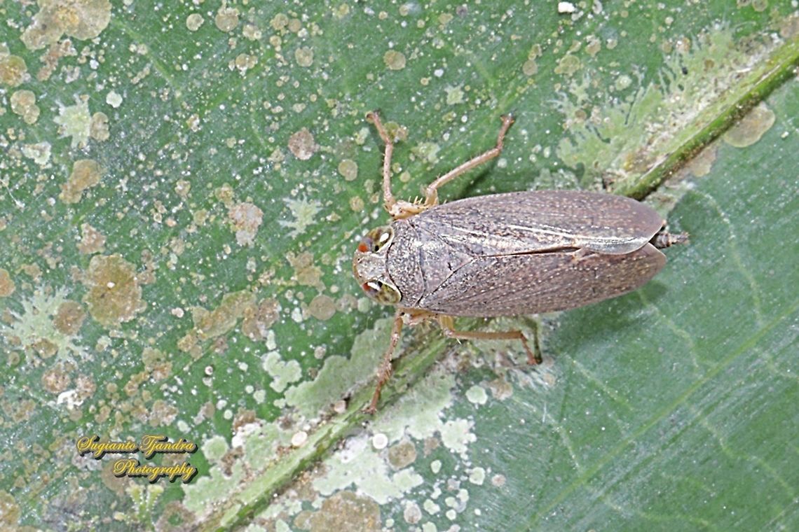 Leafhopper, Subfamily Coelidiinae, family Cicadellidae  Fall,Geotagged,Indonesia