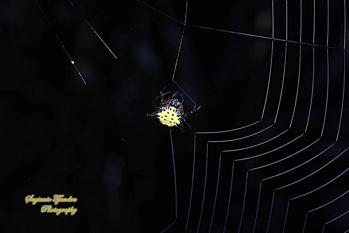 Hasselt's spiny spider, Gasteracantha hasselti, family Araneidae  Fall,Gasteracantha hasselti,Geotagged,Hasselt's Spiny Spider,Indonesia