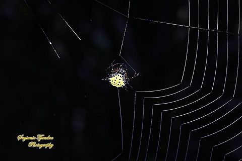 Hasselt's spiny spider, Gasteracantha hasselti, family Araneidae  Fall,Gasteracantha hasselti,Geotagged,Hasselt's Spiny Spider,Indonesia