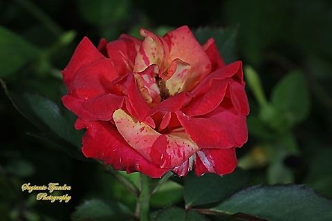Bicolor rose flower, Rosaceae  Fall,Geotagged,Indonesia