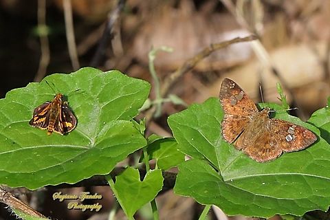 Skipper Butterfly, The Lesser Dart (Potanthus omaha) and the Fulvous Pied Flat Butterfly, Pseudocoladenia dan eacus (family Hesperiidae, subfamily Pyrginae) - "sunbathing"  Fall,Fulvous Pied Flat,Geotagged,Indonesia,Lesser dart,Potanthus omaha,Pseudocoladenia dan
