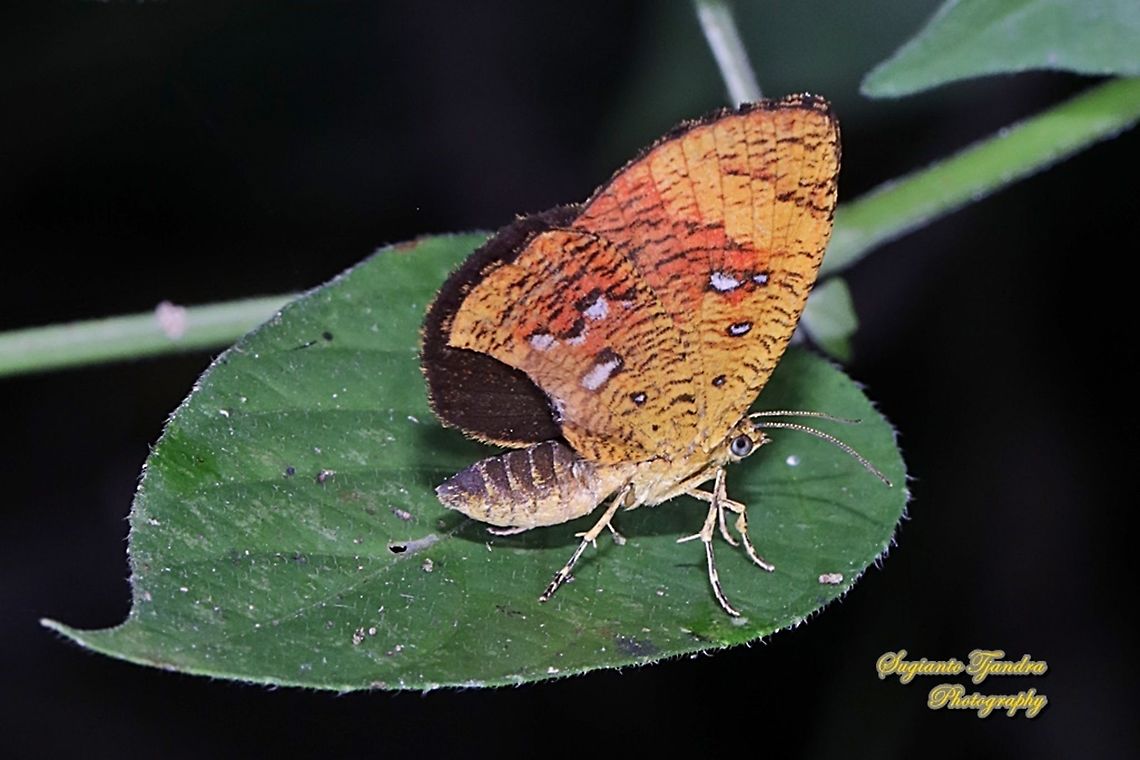Callidula Moth, Callidula sakuni sakuni (family Callidulidae)  Callidula sakuni,Fall,Geotagged,Indonesia