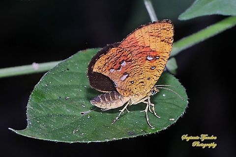 Callidula Moth, Callidula sakuni sakuni (family Callidulidae)  Callidula sakuni,Fall,Geotagged,Indonesia