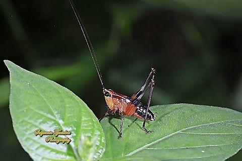 Red bush-cricket/Katydid, Conocephalus melanus, family Tettigoniidae  Conocephalus melanus,Fall,Geotagged,Indonesia