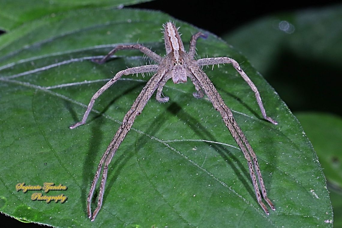 Hauntsman spider, Heteropoda ocyalina ( family Sparassidae)  Fall,Geotagged,Heteropoda ocyalina,Indonesia