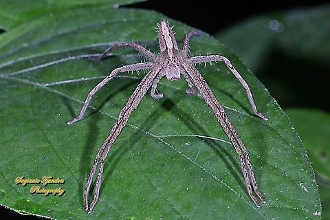 Hauntsman spider, Heteropoda ocyalina ( family Sparassidae)  Fall,Geotagged,Heteropoda ocyalina,Indonesia