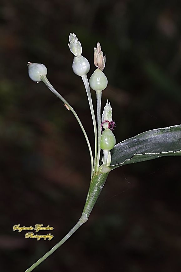 Hanjeli flower, Job's tears, Coix lacryma-jobi,  family Poaceae  Coix lacryma-jobi,Fall,Geotagged,Indonesia,Jobs tears