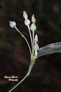 Hanjeli flower, Job's tears, Coix lacryma-jobi,  family Poaceae  Coix lacryma-jobi,Fall,Geotagged,Indonesia,Jobs tears