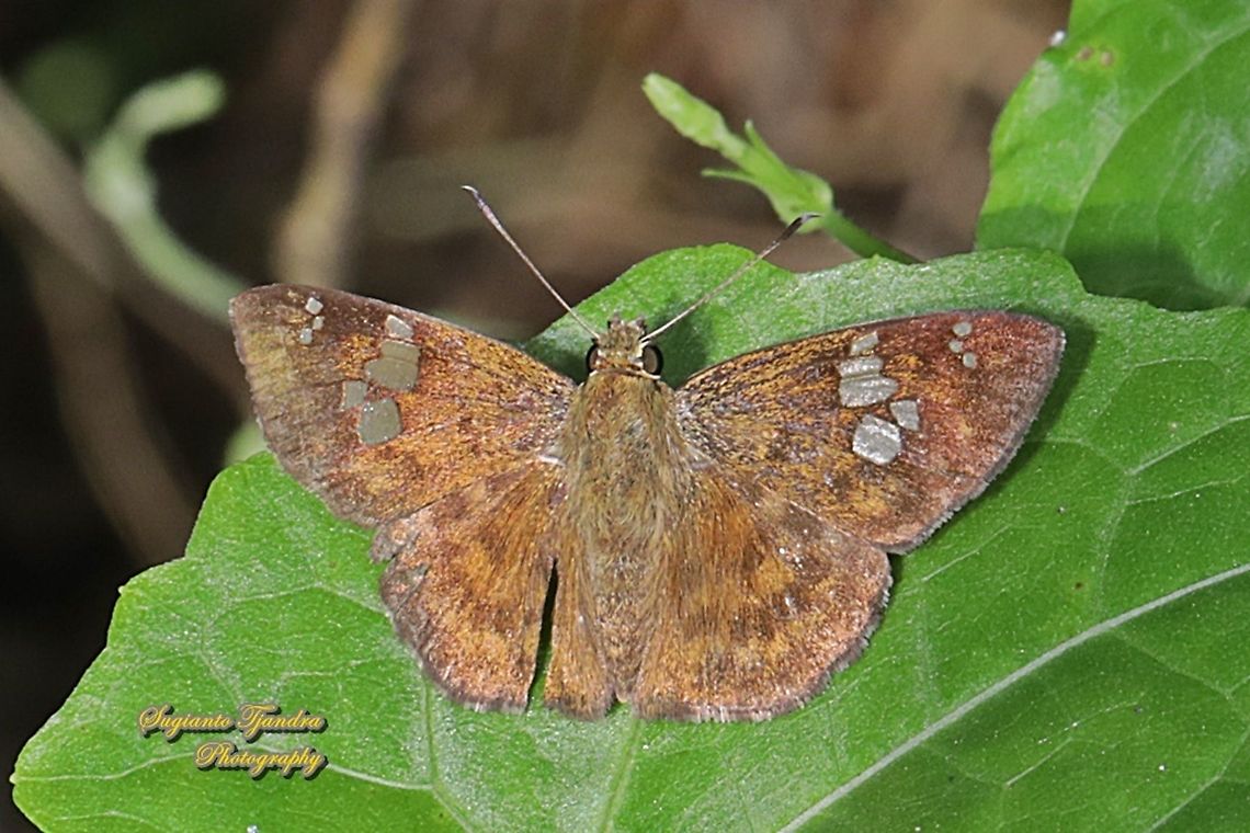 The Fulvous Pied Flat Butterfly, Pseudocoladenia dan eacus (family Hesperiidae)  Fall,Fulvous Pied Flat,Geotagged,Indonesia,Pseudocoladenia dan