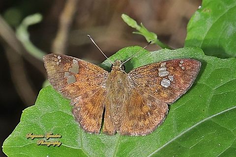 The Fulvous Pied Flat Butterfly, Pseudocoladenia dan eacus (family Hesperiidae)  Fall,Fulvous Pied Flat,Geotagged,Indonesia,Pseudocoladenia dan