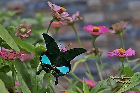 The Jungle Jade, Papilio karna karna, family Papilionidae - Upperside "sucking nectar on the Zinnia flowers"  Fall,Geotagged,Indonesia,Papilio karna
