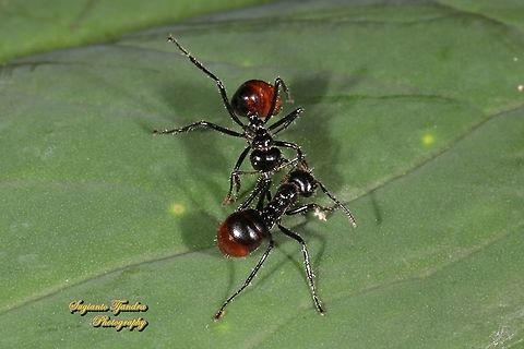 Black Ant with red butt, Dolichoderus sulcaticeps, family Formicidae  Dolichoderus sulcaticeps,Fall,Geotagged,Indonesia