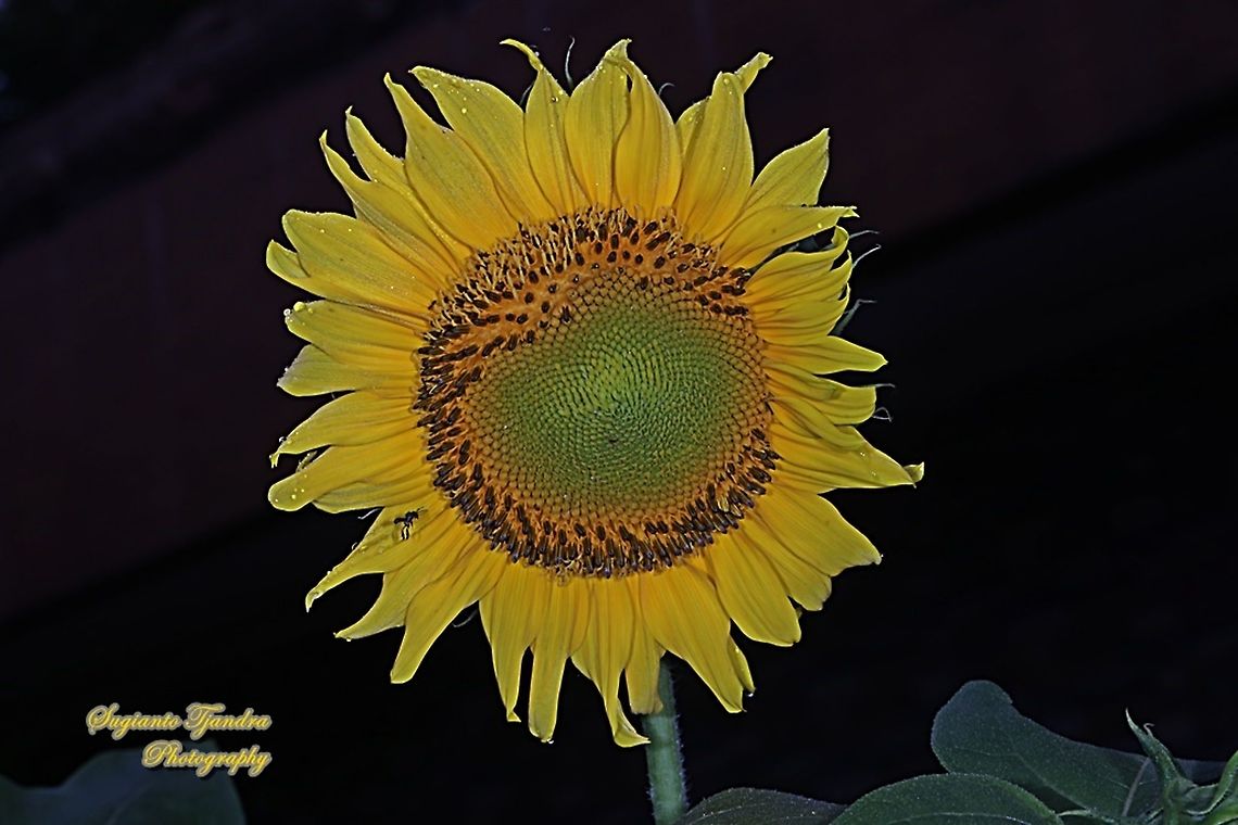 Common Sunflower, Helianthus annuus  Common sunflower,Geotagged,Helianthus annuus,Indonesia,Winter
