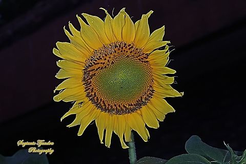 Common Sunflower, Helianthus annuus  Common sunflower,Geotagged,Helianthus annuus,Indonesia,Winter