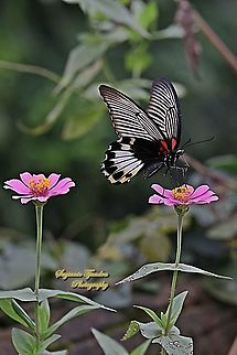Great Mormon Butterfly, Papilio memnon memnon f. hiera (Papilionidae) sucking nectar on the Zinnia flower  Geotagged,Great Mormon,Indonesia,Papilio memnon,Winter