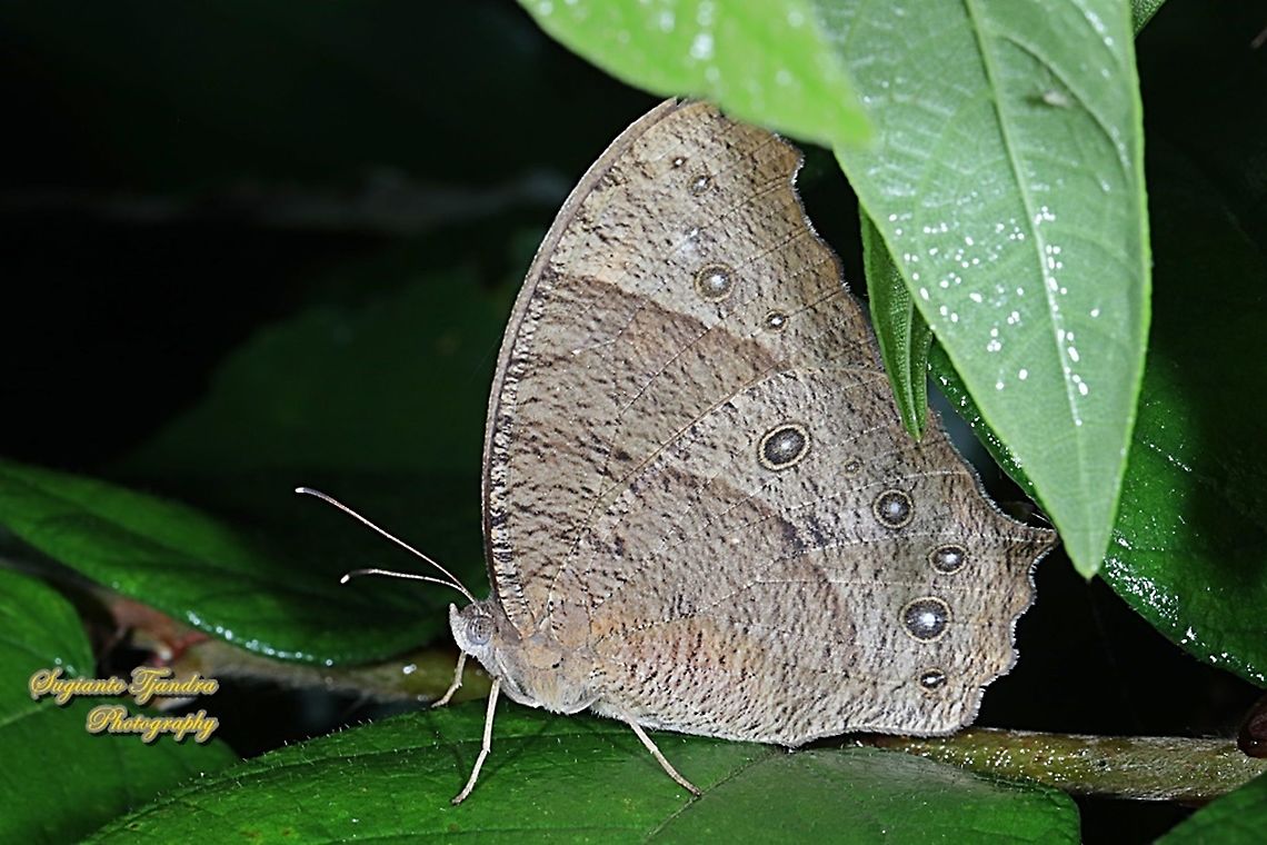 The common evening brown, Melanitis leda lacrima  Common evening brown,Geotagged,Indonesia,Melanitis leda,Winter
