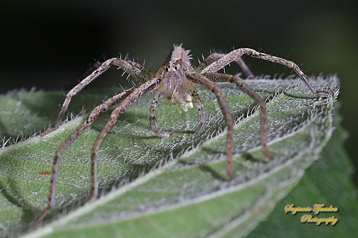 Hauntsman spider, Heteropoda ocyalina (family Sparassidae) w/prey  Fall,Geotagged,Heteropoda ocyalina,Indonesia