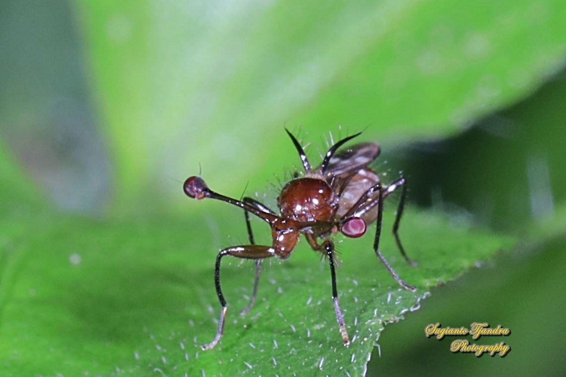 Stalk-eyed fly,Teleopsis dalmanni, Diopsidae  Fall,Geotagged,Indonesia,Teleopsis dalmanni