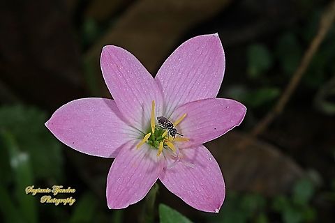 Stingless honey bee (Meliponini) sucking nectar on the Pink rain lily, Rosepink zephyr lily (Zephyranthes carinata)  Fall,Geotagged,Indonesia,Zephyranthes carinata,rosepink zephyr lily