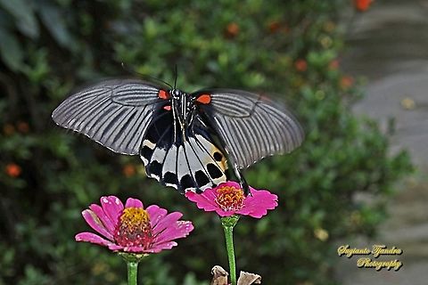 Great Mormon Butterfly, Papilio memnon memnon f. hiera (Papilionidae) flying over on to the Zinnia flowers  Geotagged,Great Mormon,Indonesia,Papilio memnon,Winter