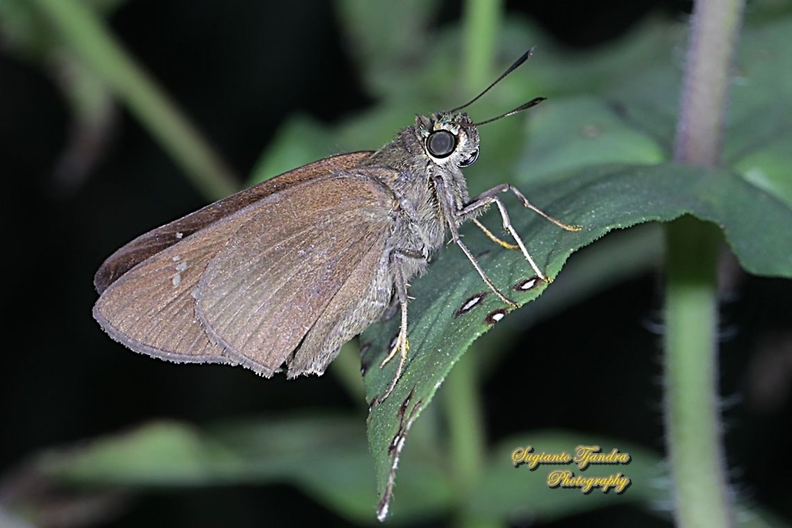 Skipper Butterfly, The Bright Long-spot Flitter (Isma damocles)  Geotagged,Indonesia,Isma damocles,Winter
